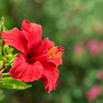 ムクゲの花言葉とは？意味や由来、種類、英語名の花言葉もご紹介！