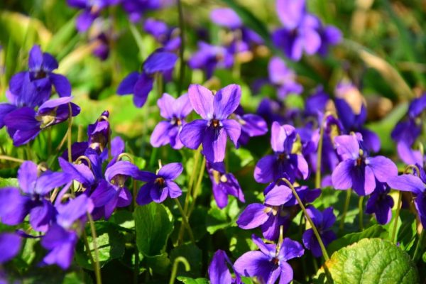 1月8日生まれの誕生花と花言葉がコレ 性格や恋愛 仕事などの誕生日占いもご紹介