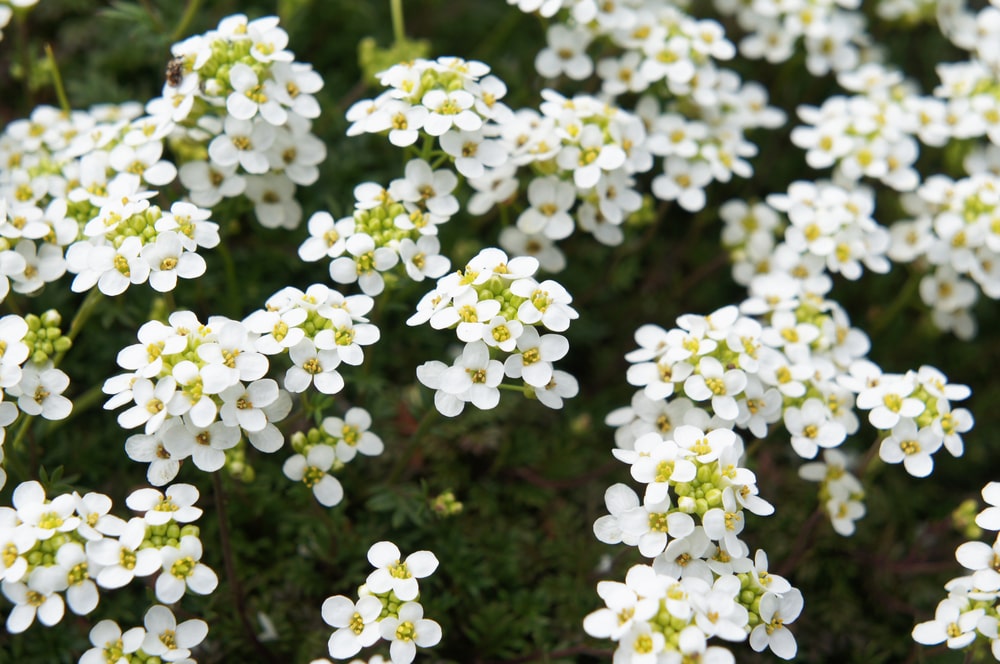 1月12日生まれの誕生花と花言葉がコレ 性格や恋愛