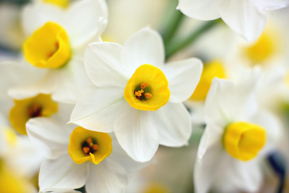 水仙 スイセン の花言葉とは 意味や由来 色 白 黄 種類別 英語名の花言葉もご紹介