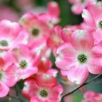 千日紅 センニチコウ の花言葉とは 意味や由来 種類 英語名の花言葉もご紹介