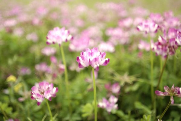 4月8日生まれの誕生花と花言葉がコレ 性格や恋愛 仕事などの誕生日占いもご紹介