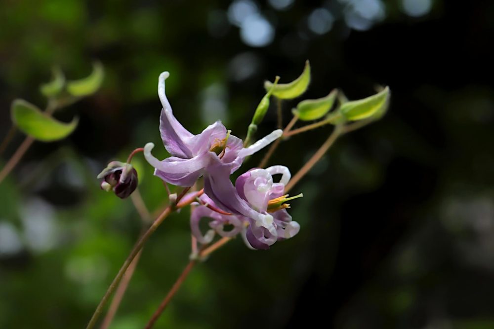 3月13日生まれの誕生花と花言葉がコレ 性格や恋愛