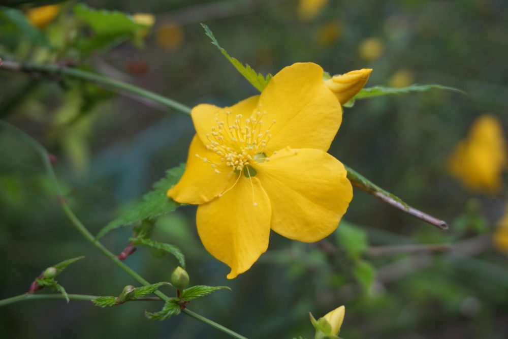 3月28日生まれの誕生花と花言葉がコレ 性格や恋愛