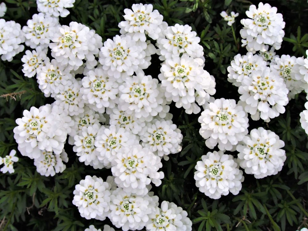 3月15日生まれの誕生花と花言葉がコレ 性格や恋愛