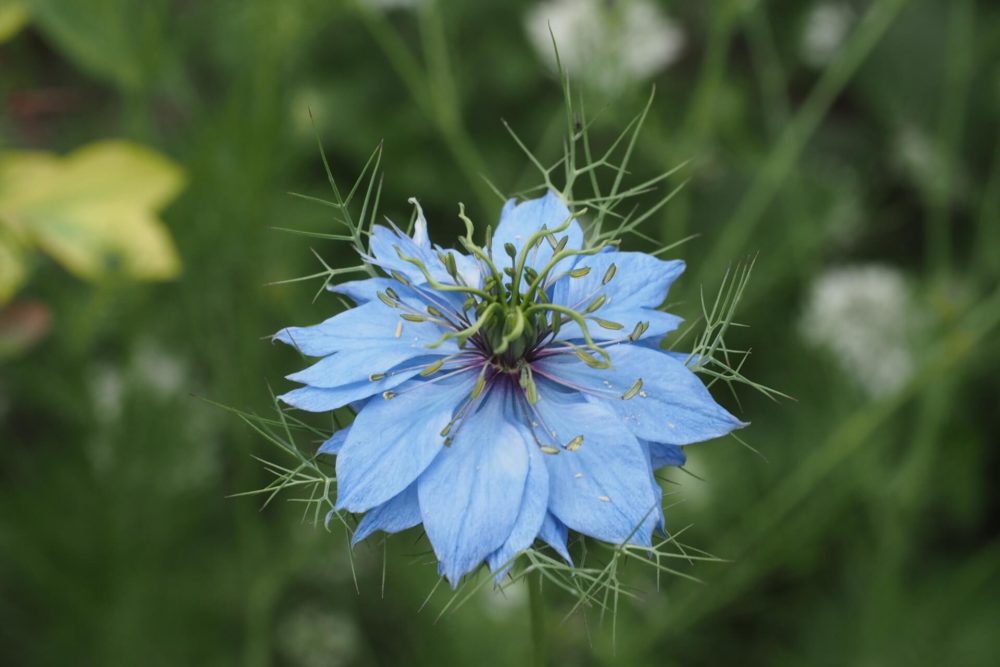 3月8日生まれの誕生花と花言葉がコレ 性格や恋愛