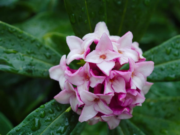 沈丁花(ジンチョウゲ)