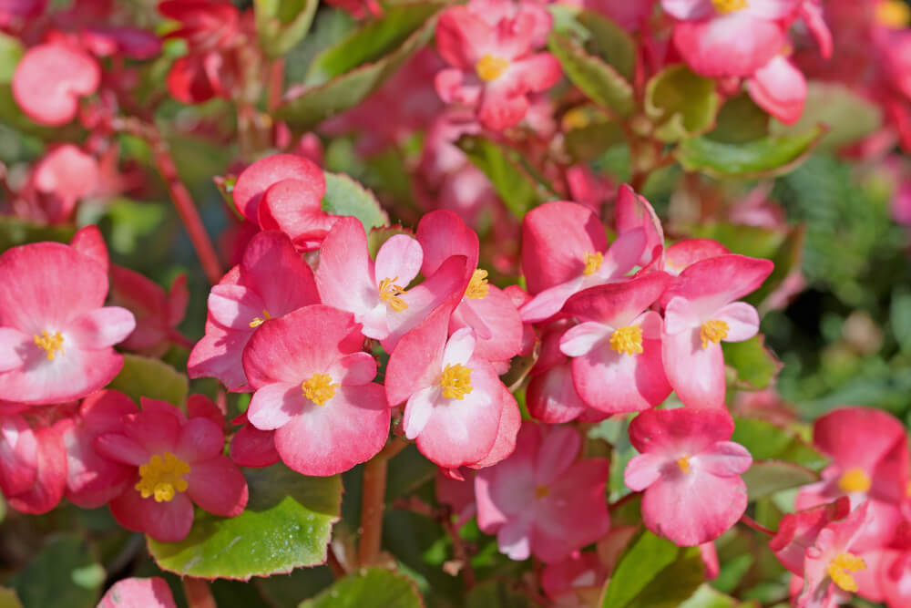 ベゴニアの花言葉とは？意味や由来、色別(赤・白)、英語名の花言葉もご紹介！