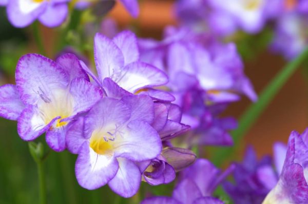 フリージアの花言葉とは 意味や由来 色別 黄 白 赤 紫 英語名の花言葉もご紹介