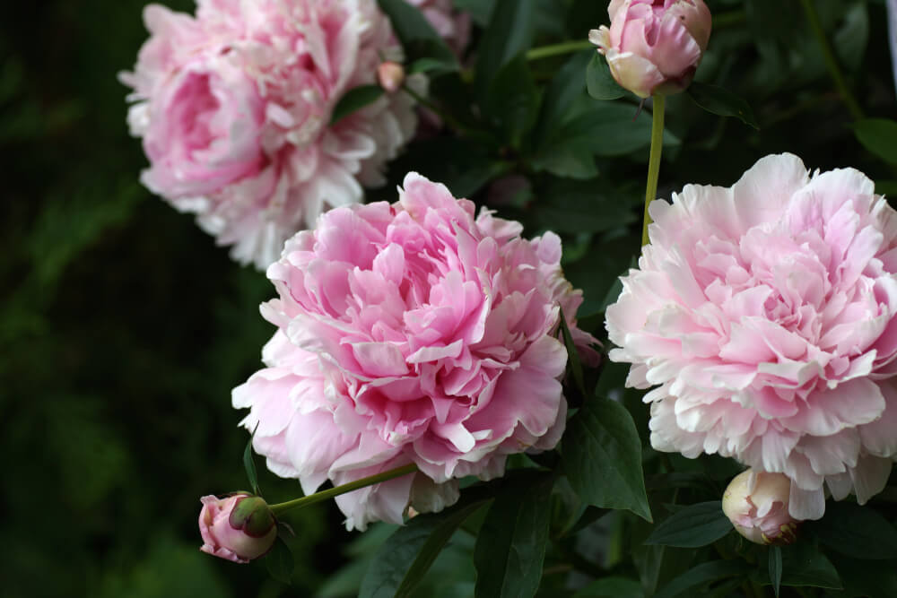 2月8日生まれの誕生花と花言葉がコレ 性格や恋愛