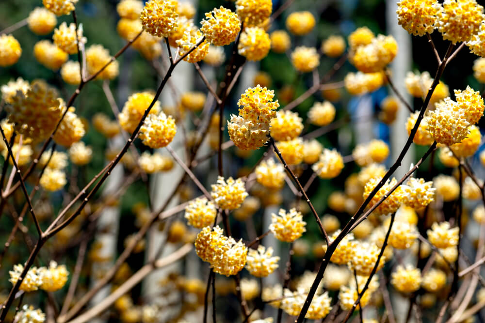 2月15日生まれの誕生花と花言葉がコレ 性格や恋愛