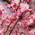 梅(ウメ)の花言葉とは？意味や由来、色別(赤・白・桃)、英語名の花言葉もご紹介！