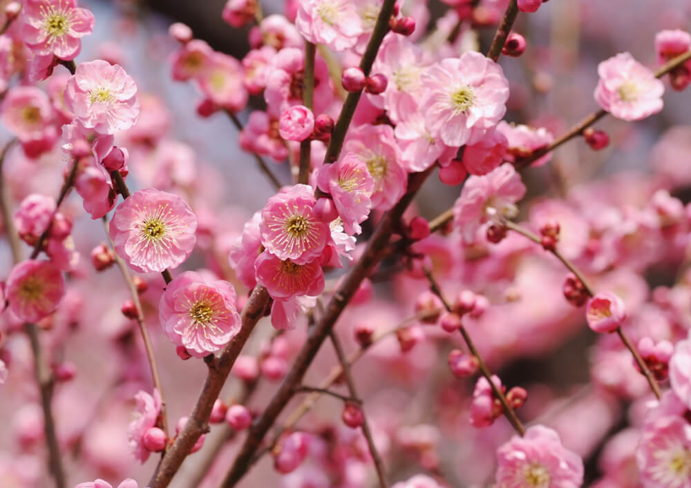 梅 ウメ の花言葉とは 意味や由来 色別 赤 白 桃 英語