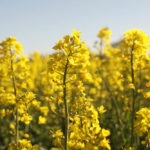 2月6日生まれの誕生花と花言葉がコレ！性格や恋愛・仕事などの誕生日占いもご紹介！