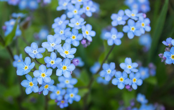 4月5日生まれの誕生花と花言葉がコレ 性格や恋愛 仕事などの誕生日占いもご紹介