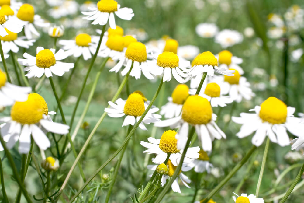 カモミール カミツレ の花言葉とは 意味や由来 種類 英語名の花言葉もご紹介