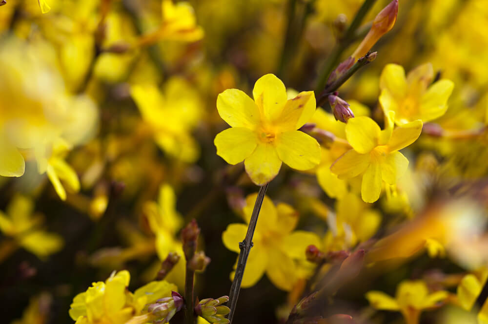 2月日生まれの誕生花と花言葉がコレ 性格や恋愛