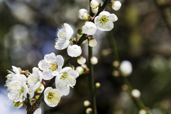 白色の梅の花