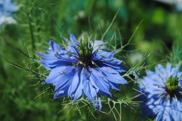 3月8日生まれの誕生花と花言葉がコレ 性格や恋愛 仕事などの誕生日占いもご紹介