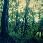 木霊（こだま）の意味とは？樹木に宿る精霊って？木霊の姿は？