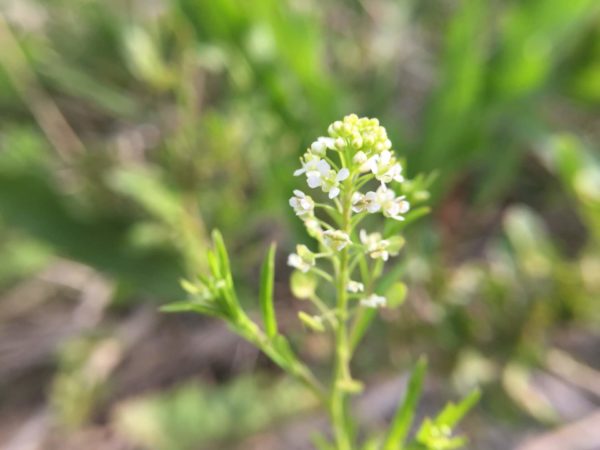 ナズナ ぺんぺん草 の花言葉とは 意味や由来 種類別 英語名の花言葉もご紹介