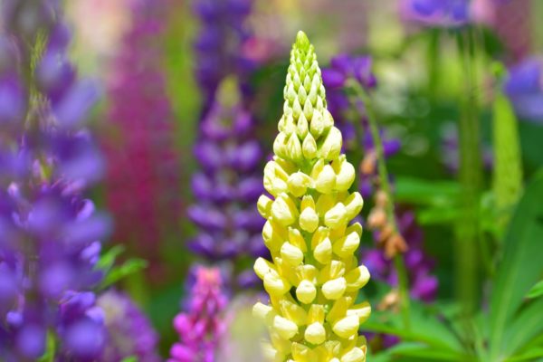 ルピナスの花言葉とは 意味や由来 色別 白 黄 赤 青など 英語名の花言葉もご紹介