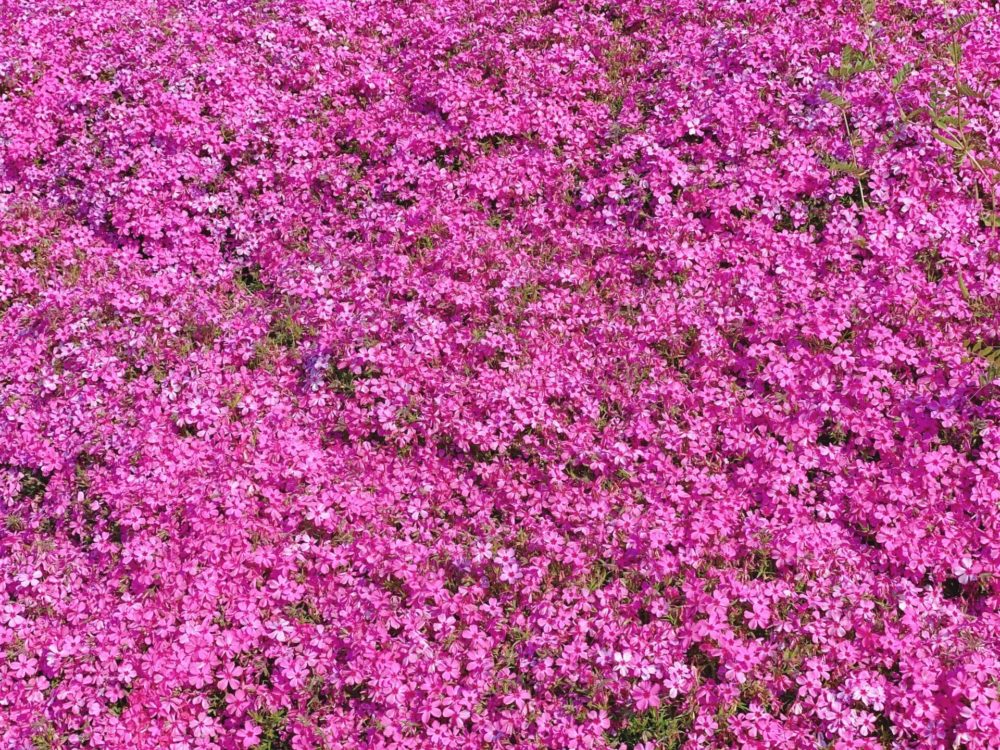 4月8日生まれの誕生花と花言葉がコレ 性格や恋愛