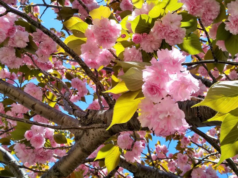 4月11日生まれの誕生花と花言葉がコレ 性格や恋愛