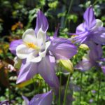 オダマキの花言葉とは 意味や由来 色別 紫 赤 白 英語名の花言葉もご紹介