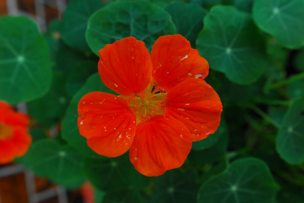 4月6日生まれの誕生花と花言葉がコレ 性格や恋愛