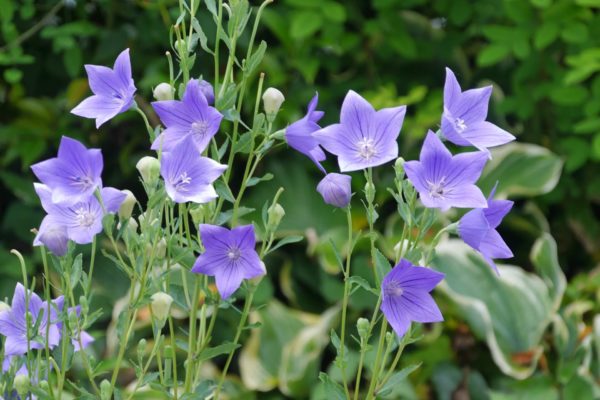 9月1日生まれの誕生花と花言葉がコレ 性格や恋愛 仕事などの誕生日占いもご紹介