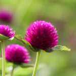 8月14日生まれの誕生花と花言葉がコレ 性格や恋愛