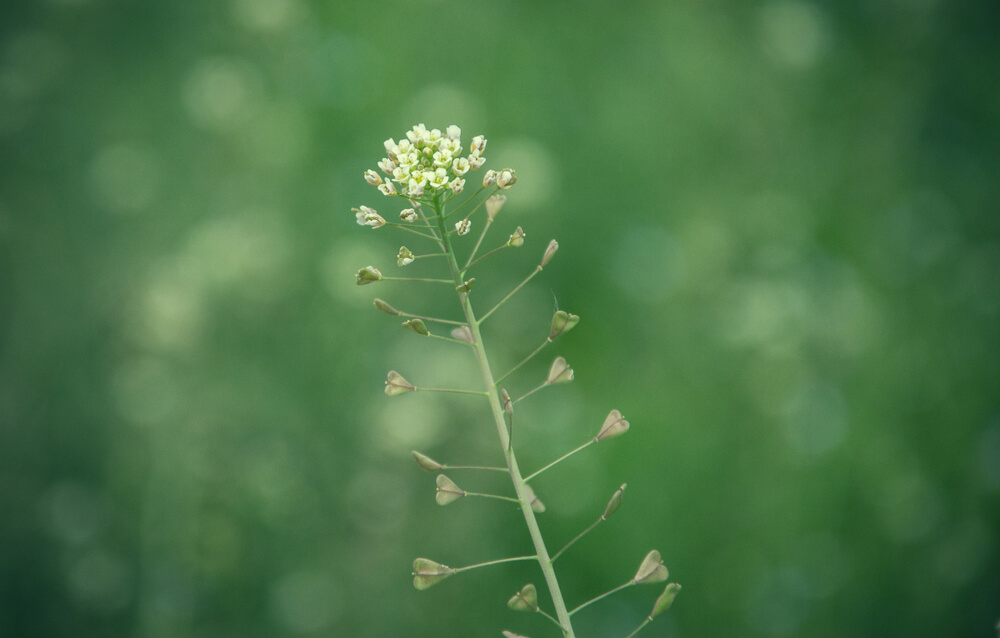 ナズナ（ぺんぺん草）の花言葉とは？意味や由来、種類別、英語名の花言葉もご紹介！