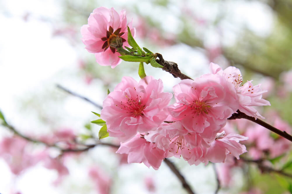 桃(モモ)の花言葉とは？意味や由来、色別、英語名の花言葉もご紹介！