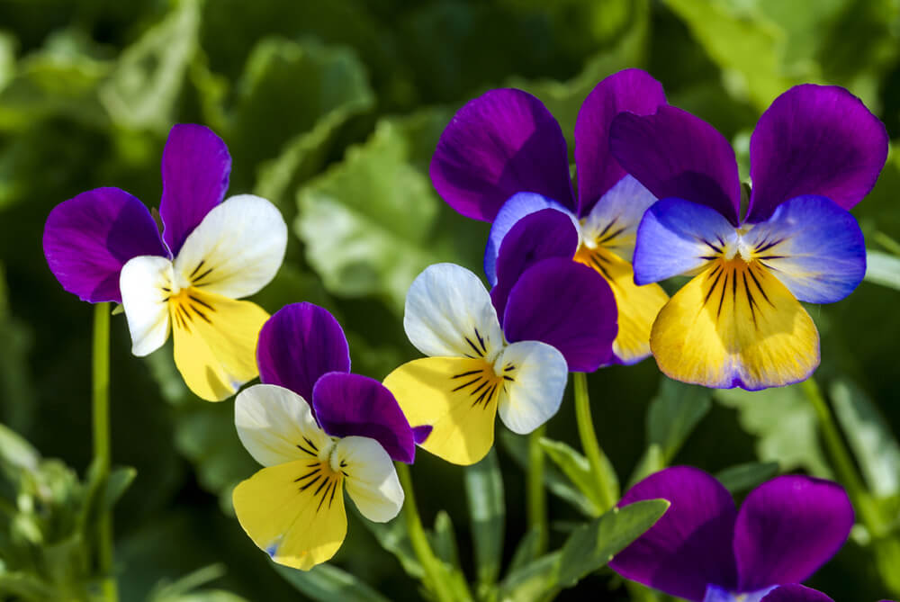 ビオラの花言葉とは 意味や由来 色別 白 黄 紫など 英語