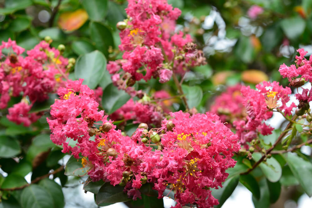 百日紅(サルスベリ)の花言葉とは？意味や由来、種類、英語名などをご紹介！