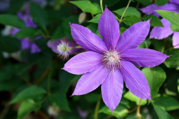 7月2日生まれの誕生花と花言葉がコレ 性格や恋愛 仕事などの誕生日占いもご紹介