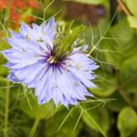 3月8日生まれの誕生花と花言葉がコレ 性格や恋愛