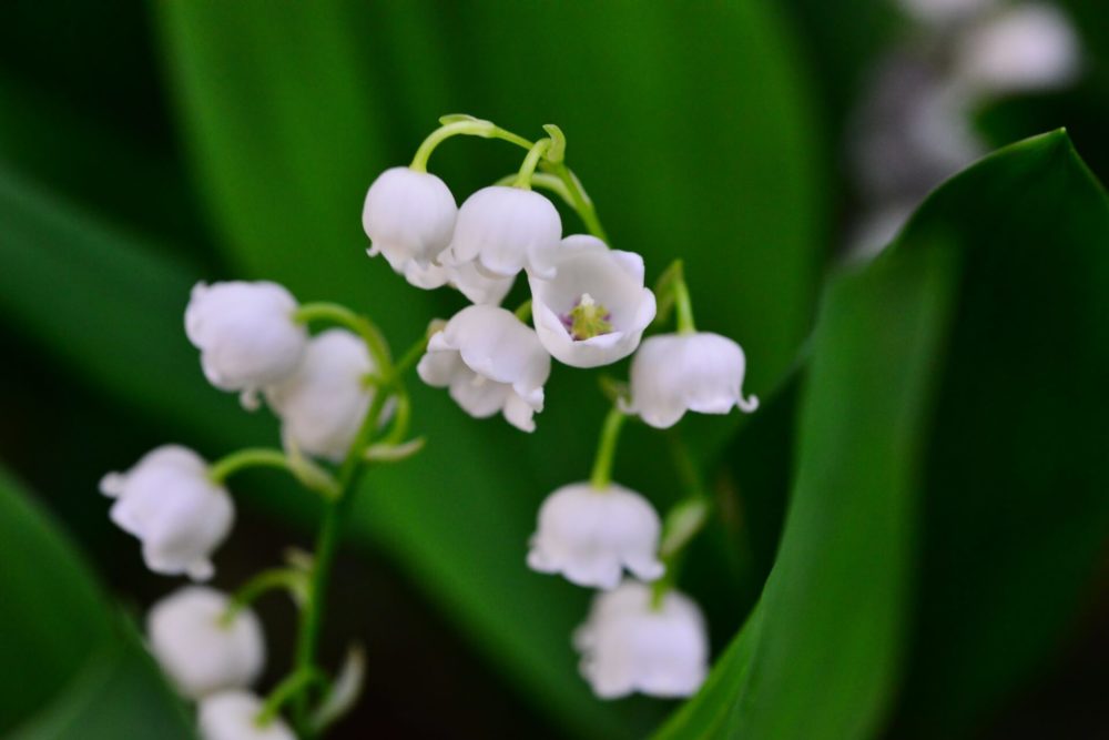 【5月の誕生花一覧】5月の誕生花・花言葉をご紹介！