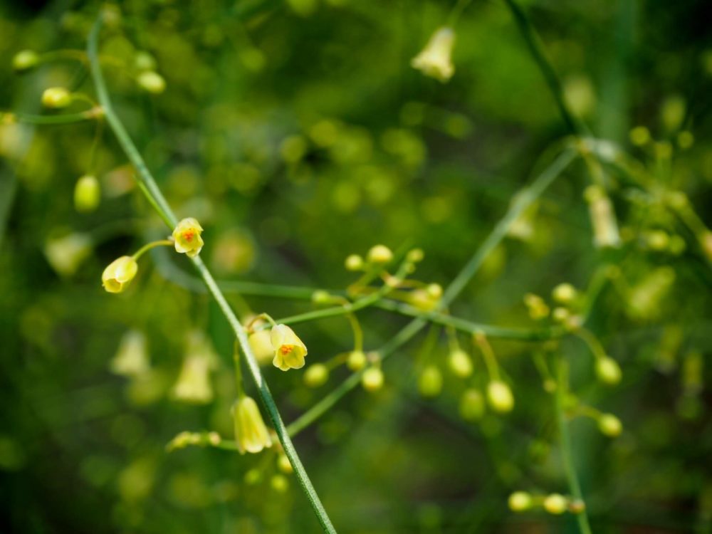 5月25日生まれの誕生花と花言葉がコレ 性格や恋愛