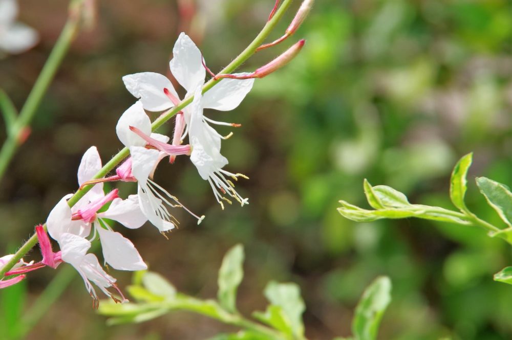 6月9日生まれの誕生花と花言葉がコレ 性格や恋愛