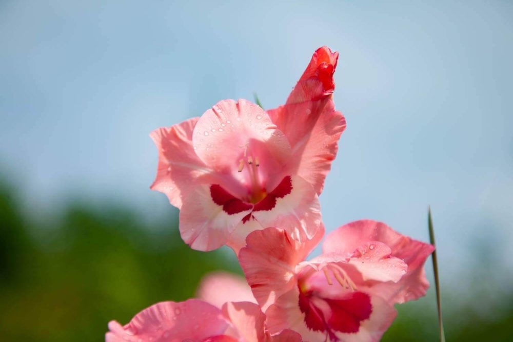 グラジオラスの花言葉とは 意味や由来 色別 赤 ピンク 紫 英語名の花言葉もご紹介