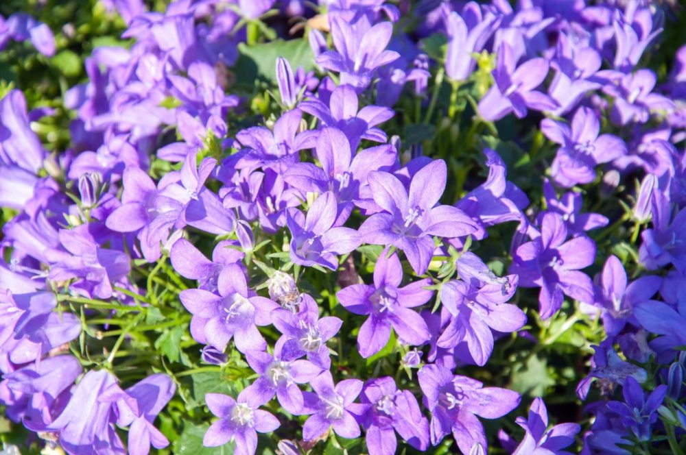 5月8日生まれの誕生花と花言葉がコレ 性格や恋愛