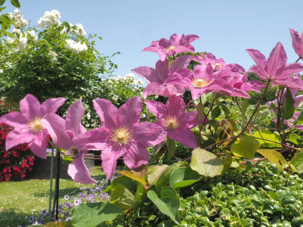 5月3日生まれの誕生花と花言葉がコレ 性格や恋愛 仕事などの誕生日占いもご紹介