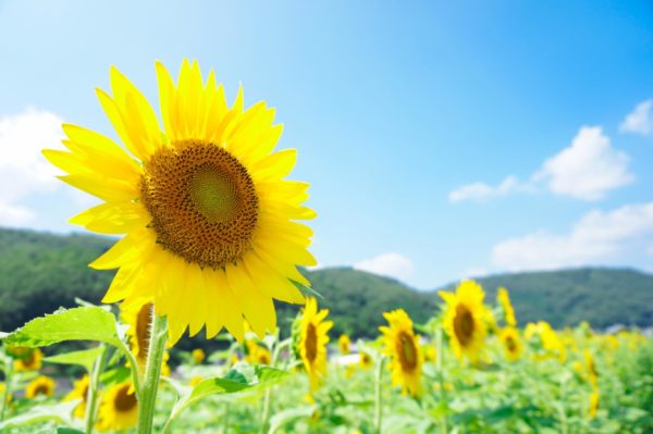 7月日生まれの誕生花と花言葉がコレ 性格や恋愛 仕事などの誕生日占いもご紹介