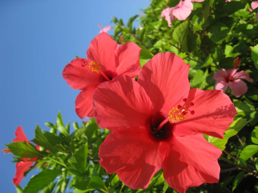 7月11日生まれの誕生花と花言葉がコレ 性格や恋愛