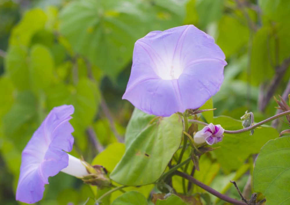 6月25日生まれの誕生花と花言葉がコレ 性格や恋愛