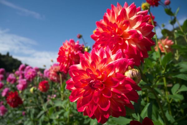 9月10日生まれの誕生花と花言葉がコレ 性格や恋愛 仕事などの誕生日占いもご紹介