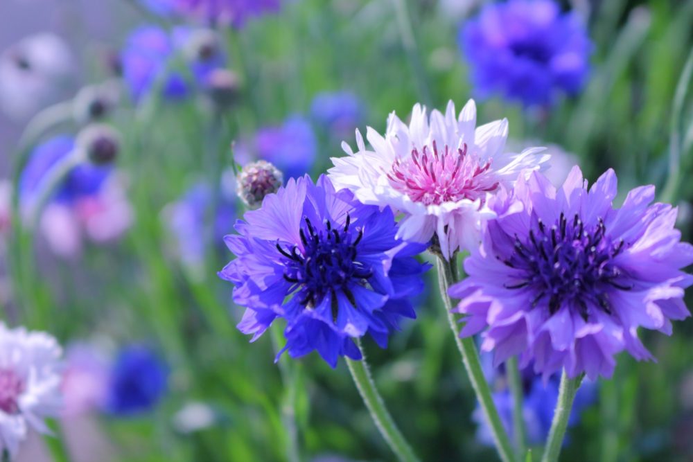 ヤグルマギクの花言葉とは？意味や由来、種類、英語名の花言葉もご紹介！