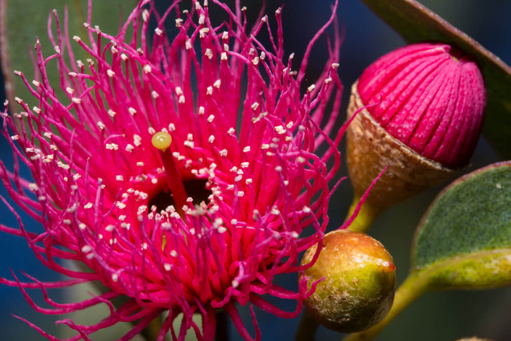 ユーカリの花言葉とは 意味や由来 種類 英語名などをご紹介